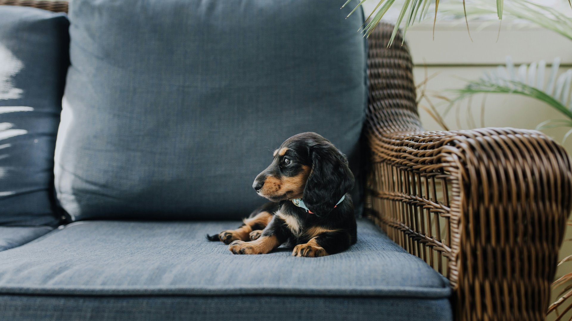 Ein kleiner Hund liegt auf einem blauen Sofakissen neben einem Korbsessel